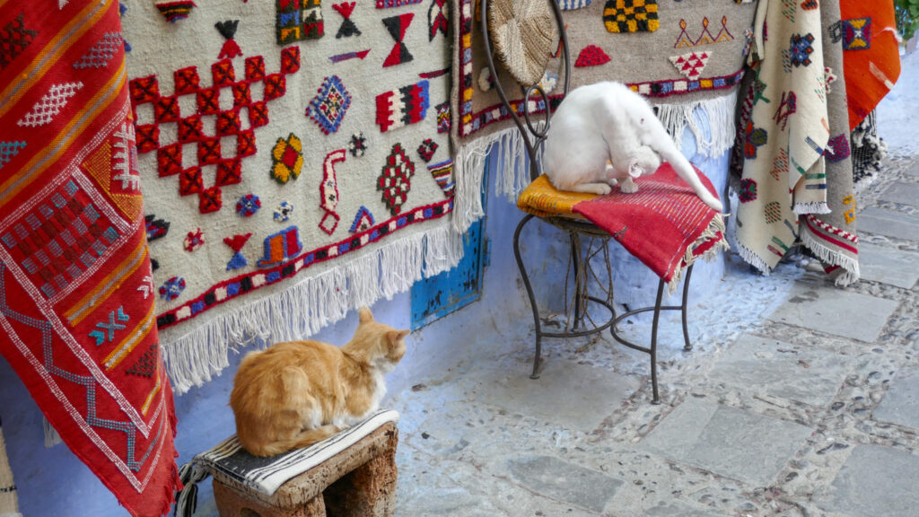 シャウエンの街ネコ