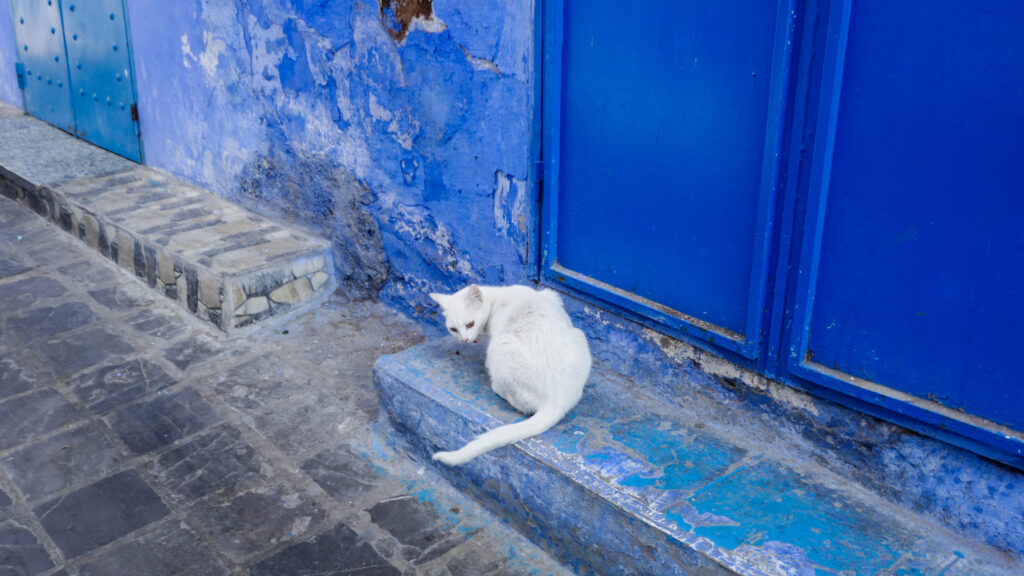 シャウエンの街ネコ
